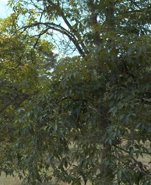 tree photo