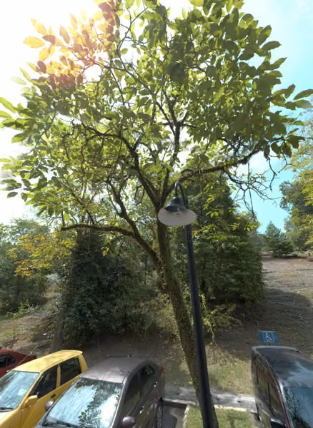 tree photo