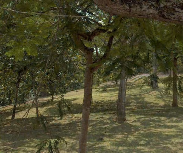 tree photo
