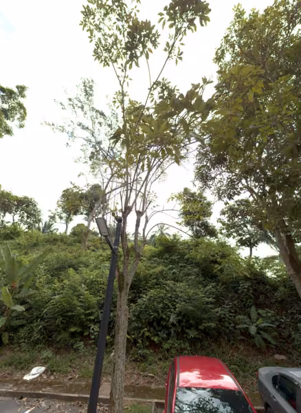 tree photo