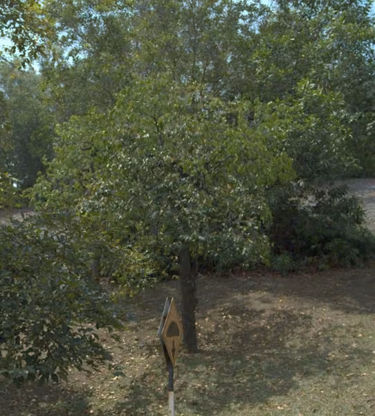 tree photo