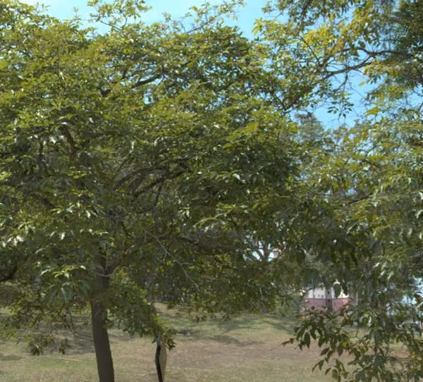 tree photo