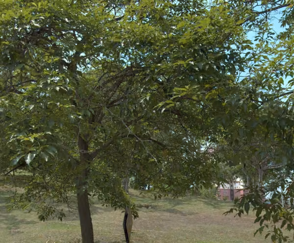 tree photo