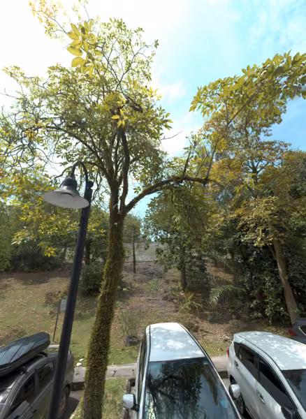 tree photo