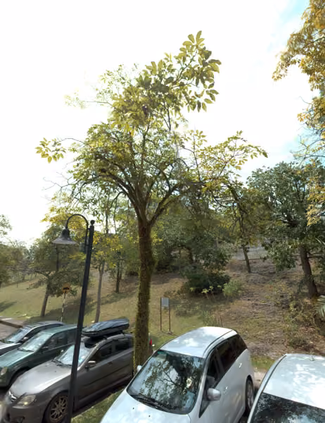 tree photo