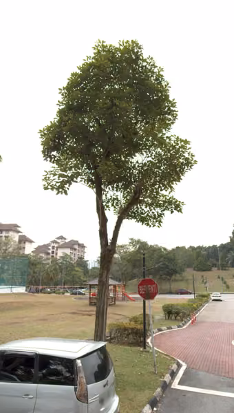 tree photo