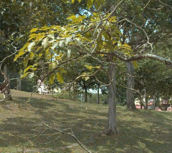 tree photo