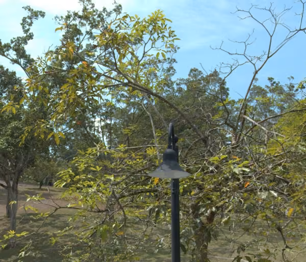 tree photo
