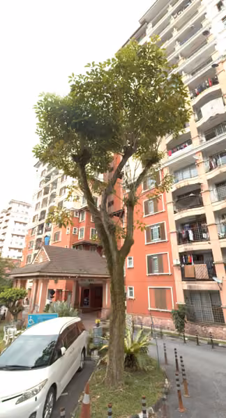 tree photo