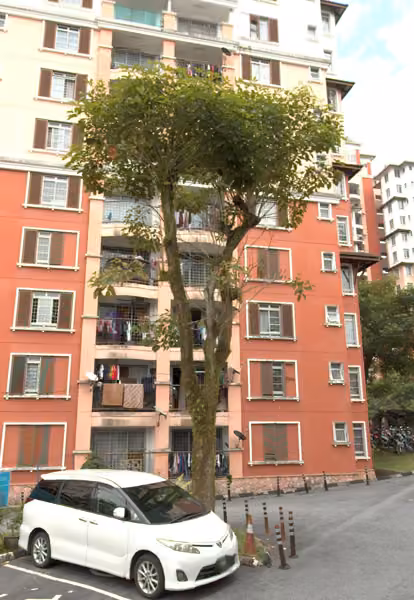 tree photo