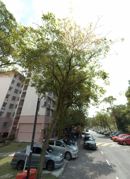 tree photo