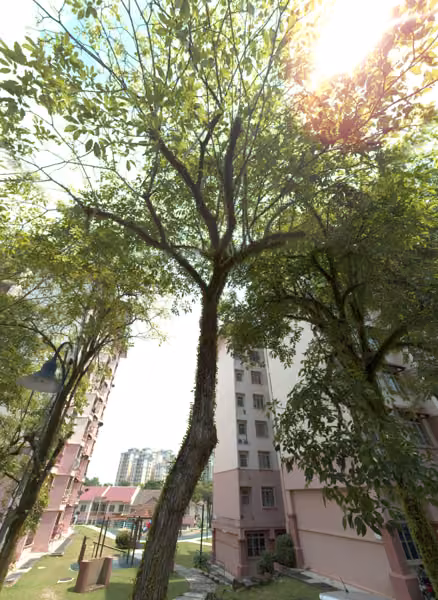 tree photo