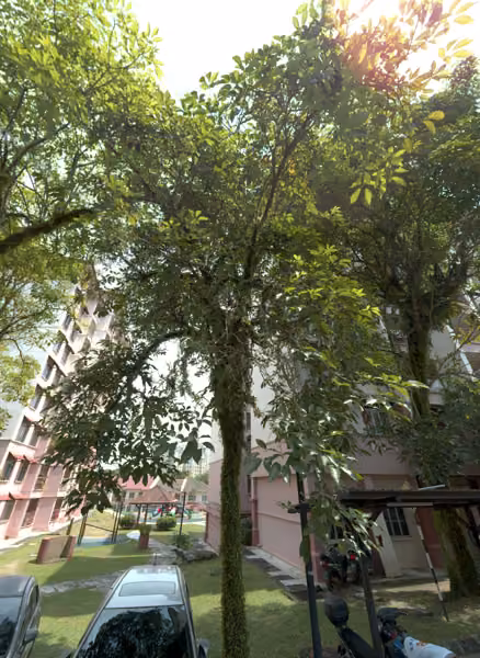 tree photo