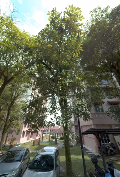 tree photo
