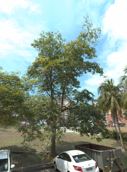 tree photo