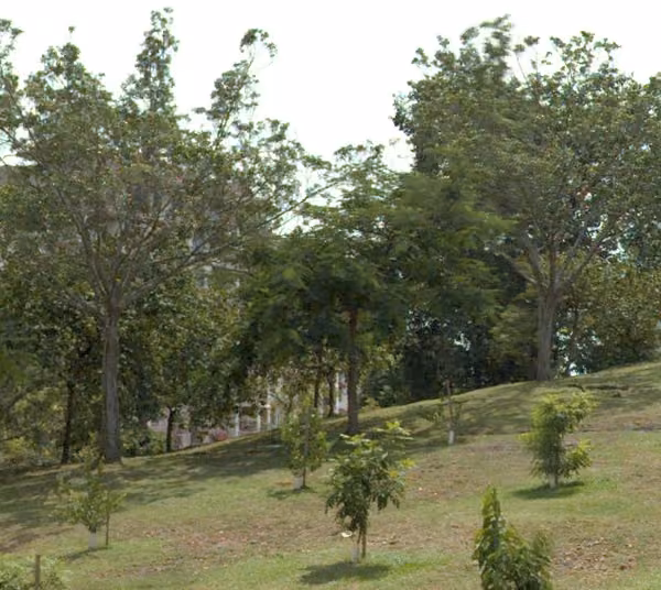 tree photo