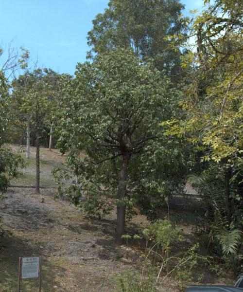tree photo