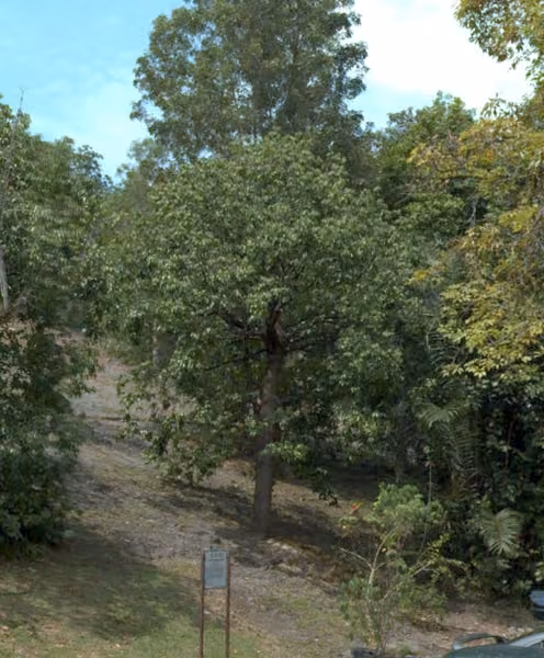 tree photo