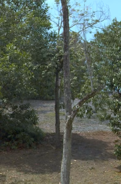 tree photo