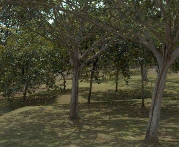 tree photo