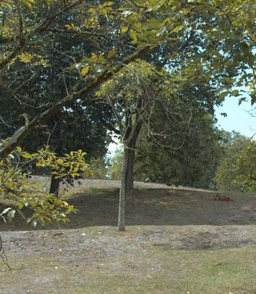 tree photo