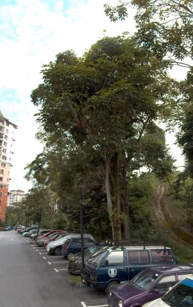 tree photo