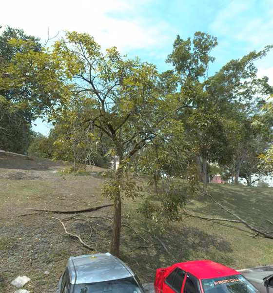 tree photo