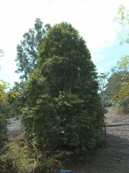 tree photo