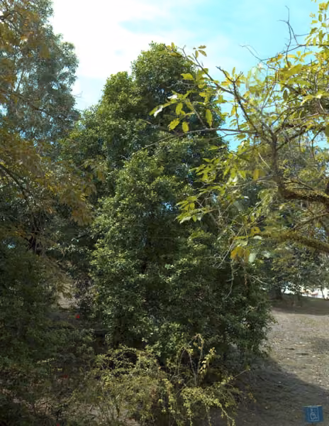 tree photo