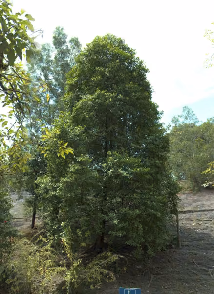 tree photo