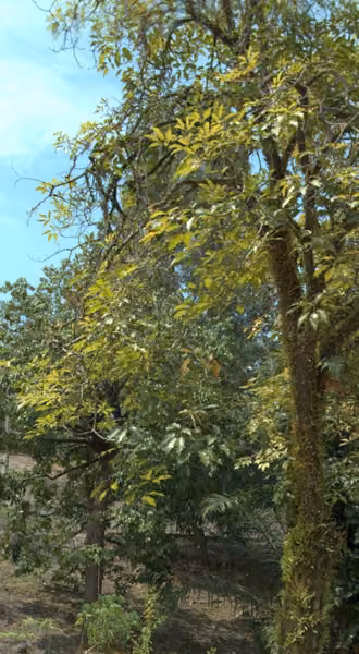 tree photo