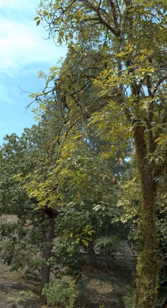 tree photo