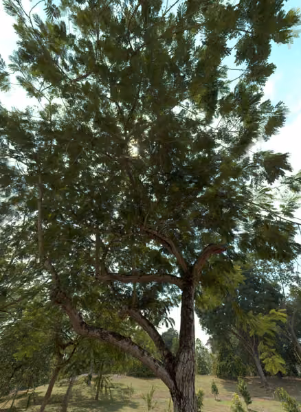 tree photo