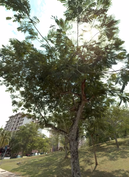 tree photo