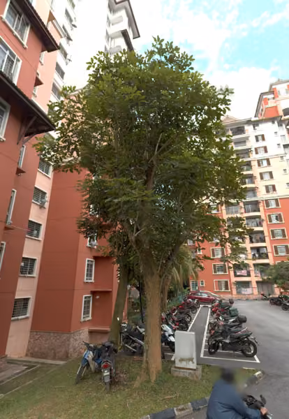 tree photo