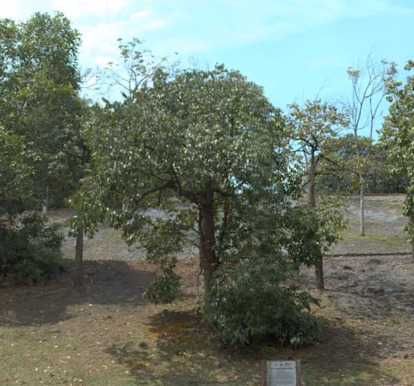 tree photo