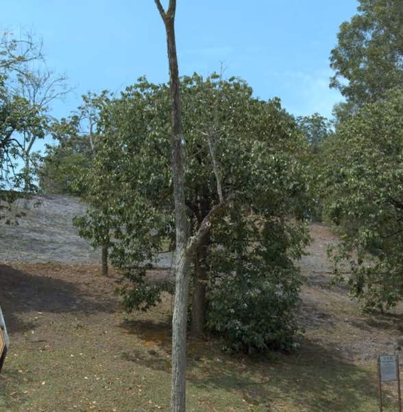 tree photo