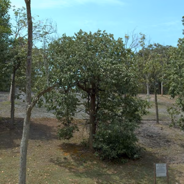 tree photo