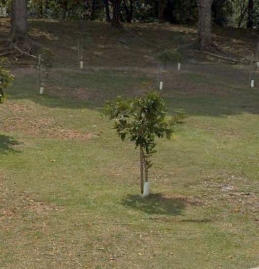 tree photo