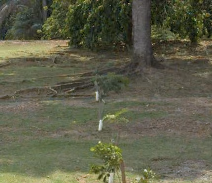 tree photo