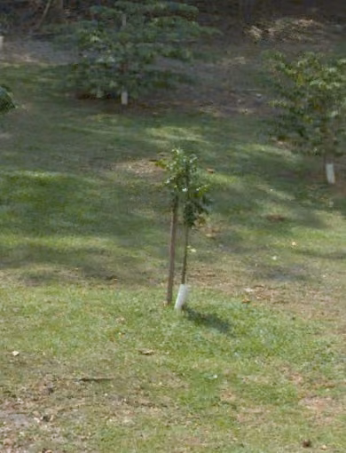 tree photo