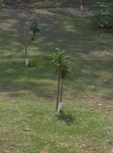 tree photo