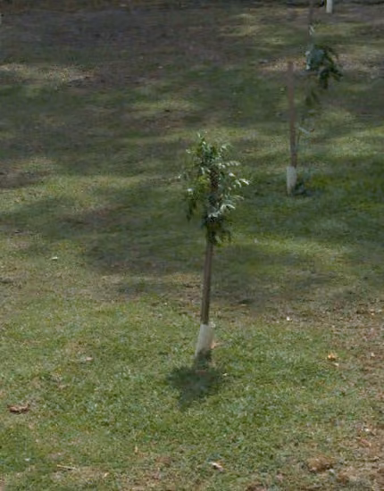 tree photo