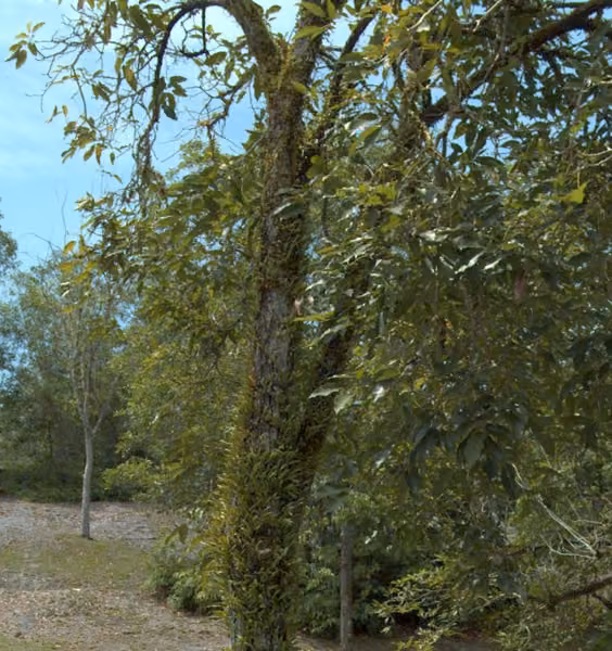 tree photo