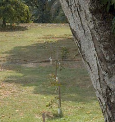 tree photo