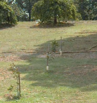 tree photo