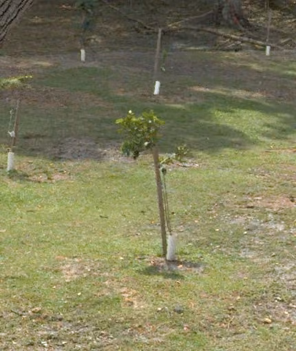 tree photo