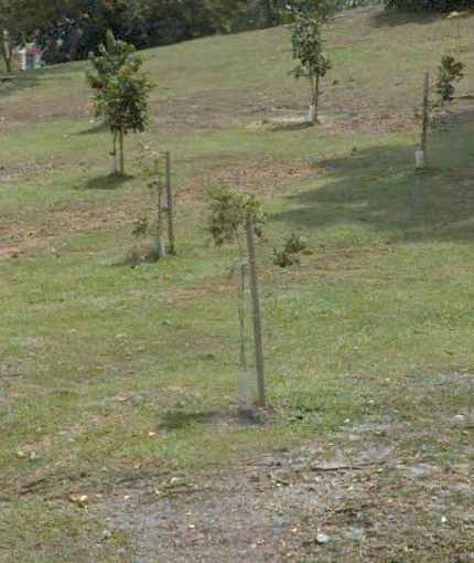 tree photo