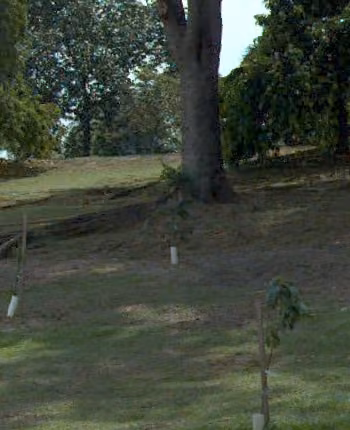 tree photo