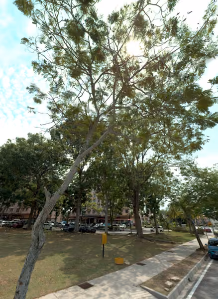 tree photo